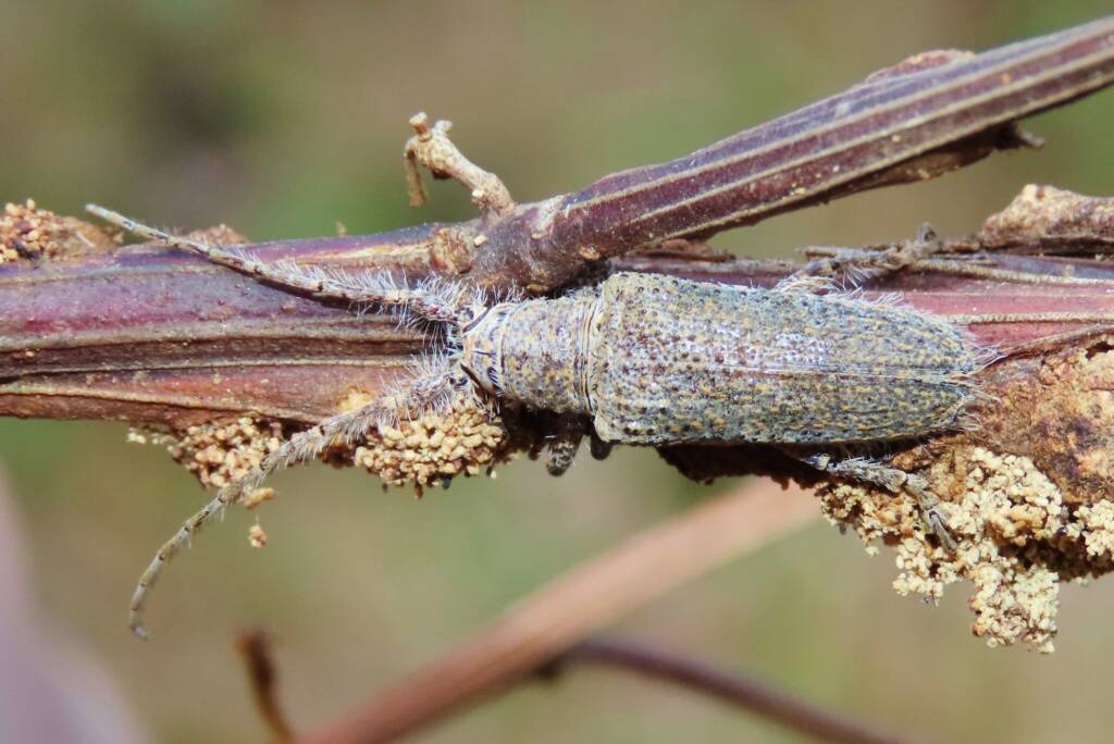 Rhytiphora neglecta (Flat-faced Longhorn Beetle), Bermagui NSW © Deb Taylor
