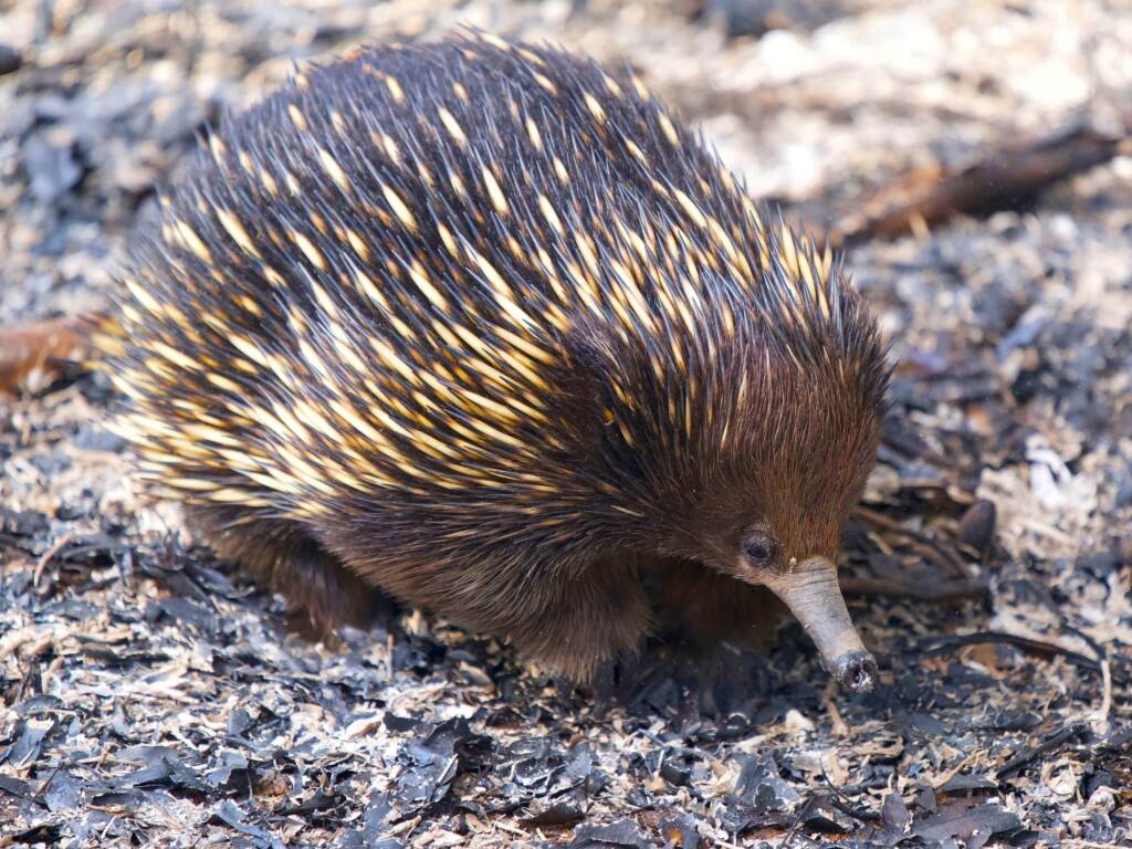Short-beaked Echidna (Tachyglossus aculeatus) © Phil Warburton