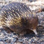Short-beaked Echidna (Tachyglossus aculeatus) © Phil Warburton