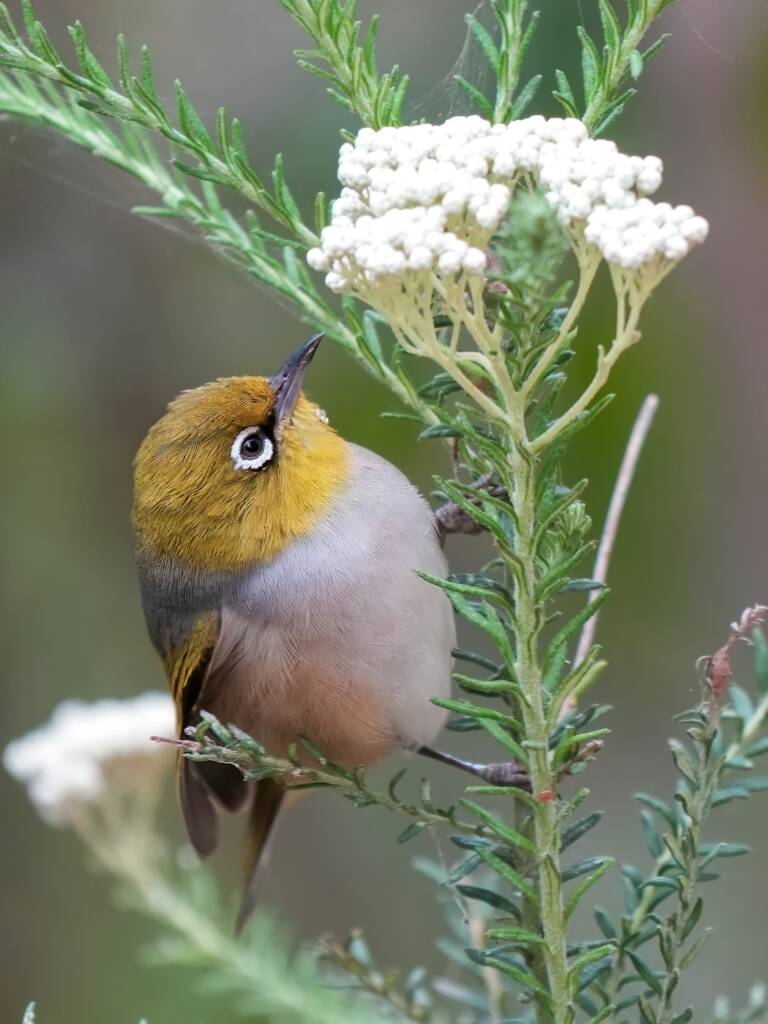 Silvereye (Zosterops lateralis), Eurobodalla Regional Botanic Garden NSW © Phil Warburton