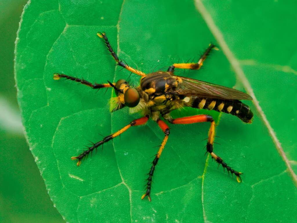 Spine-legged Robber Fly (Thereutria amaraca), Eurobodalla National Park NSW © Phil Warburton
