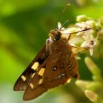 Splendid Ochre Butterfly (Trapezites symmomus), Eurobodalla National Park NSW © Phil Warburton