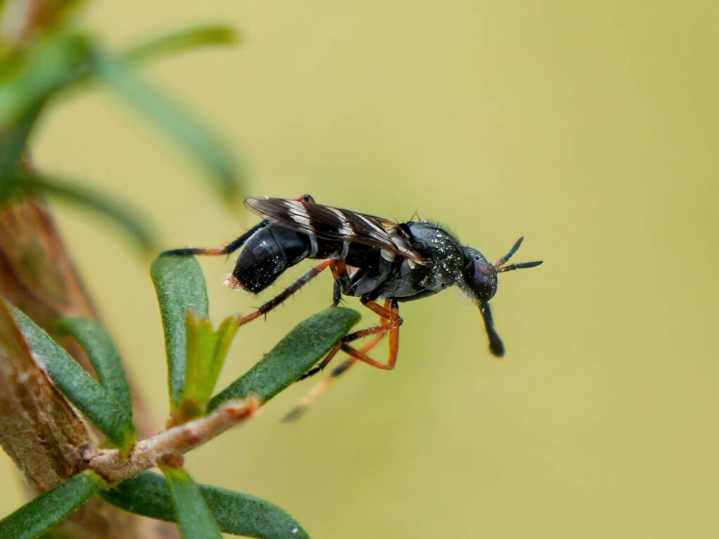 Stiletto Fly (Acupalpa rostrata), Eurobodalla Regional Botanic Garden NSW © Phil Warburton