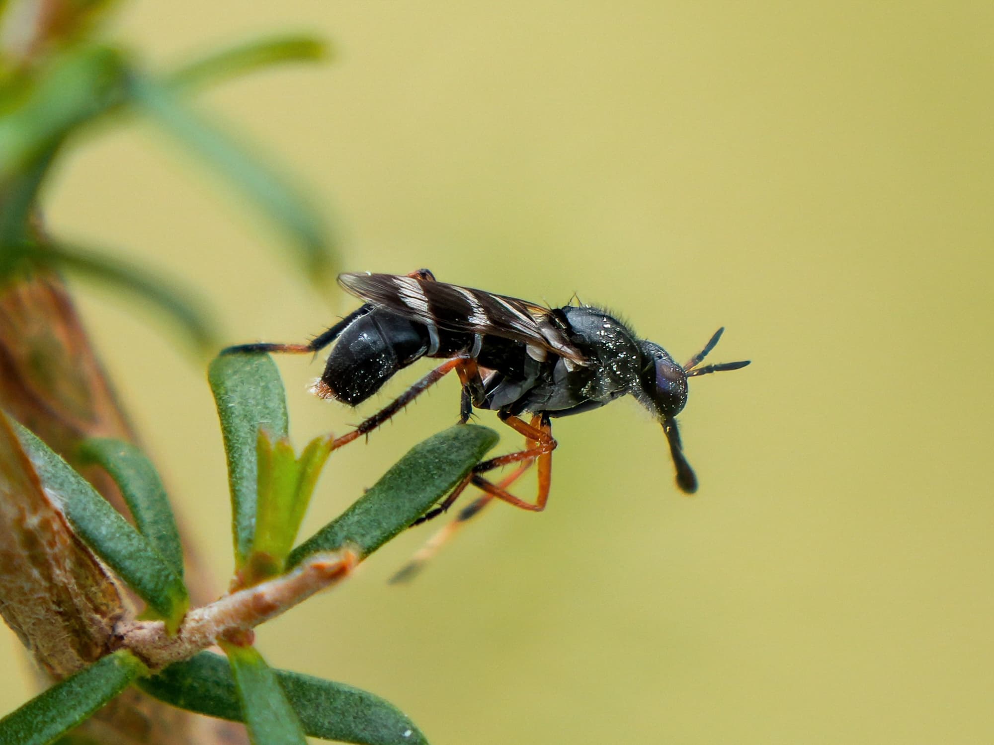 Stiletto Fly (Acupalpa rostrata), Eurobodalla Regional Botanic Garden NSW © Phil Warburton