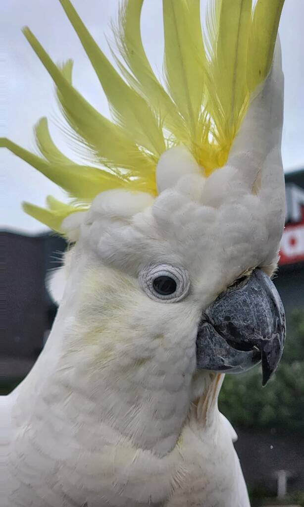 Sulphur-crested Cockatoo (Cacatua galerita), Woy Woy Bay NSW © Michael Doe