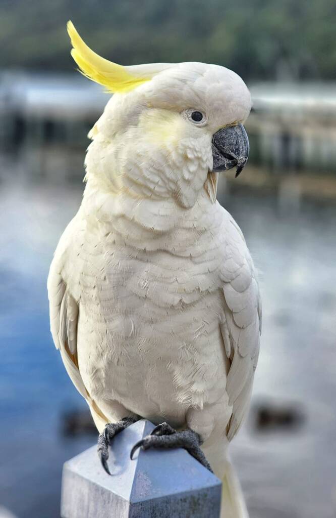Sulphur-crested Cockatoo (Cacatua galerita), Woy Woy Bay NSW © Michael Doe