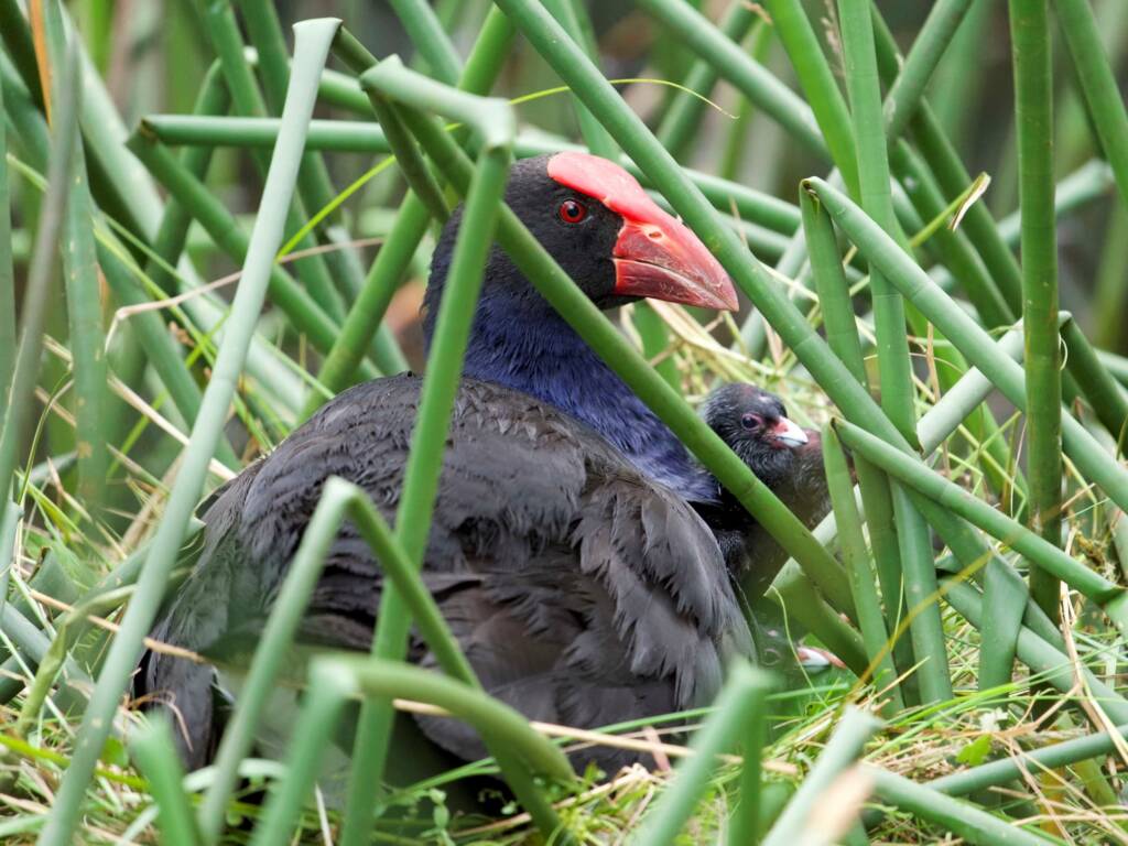 Swamphen and chick (Porphyrio melanotus), Eurobodalla Regional Botanic Garden NSW © Phil Warburton