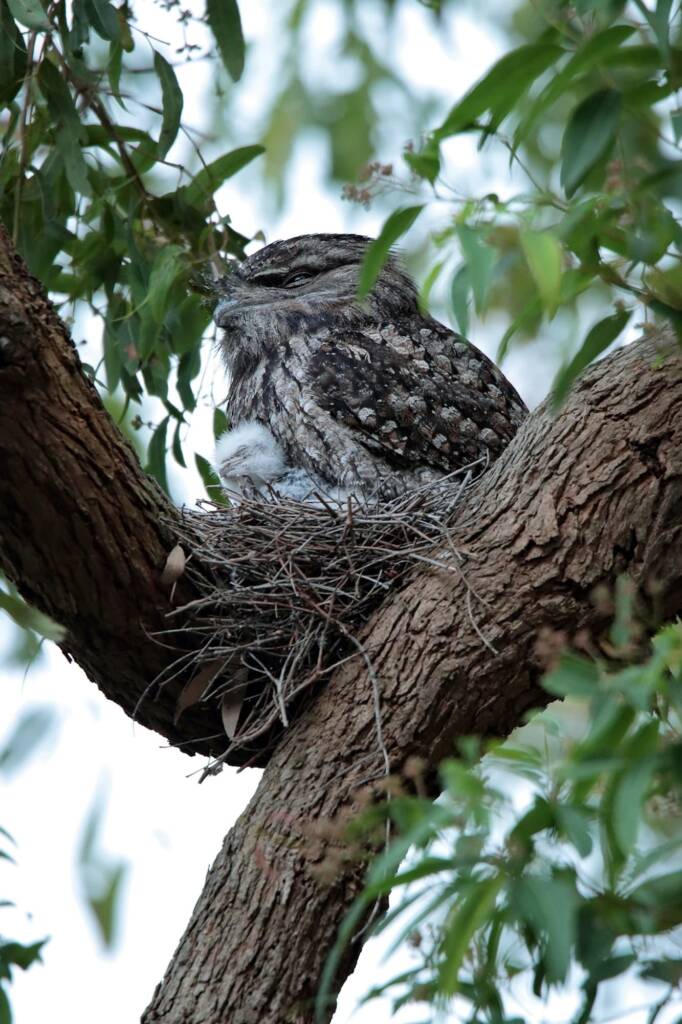 Tawny Frogmouth (Podargus strigoides) with juvenile, Central Coast NSW © Michael Doe