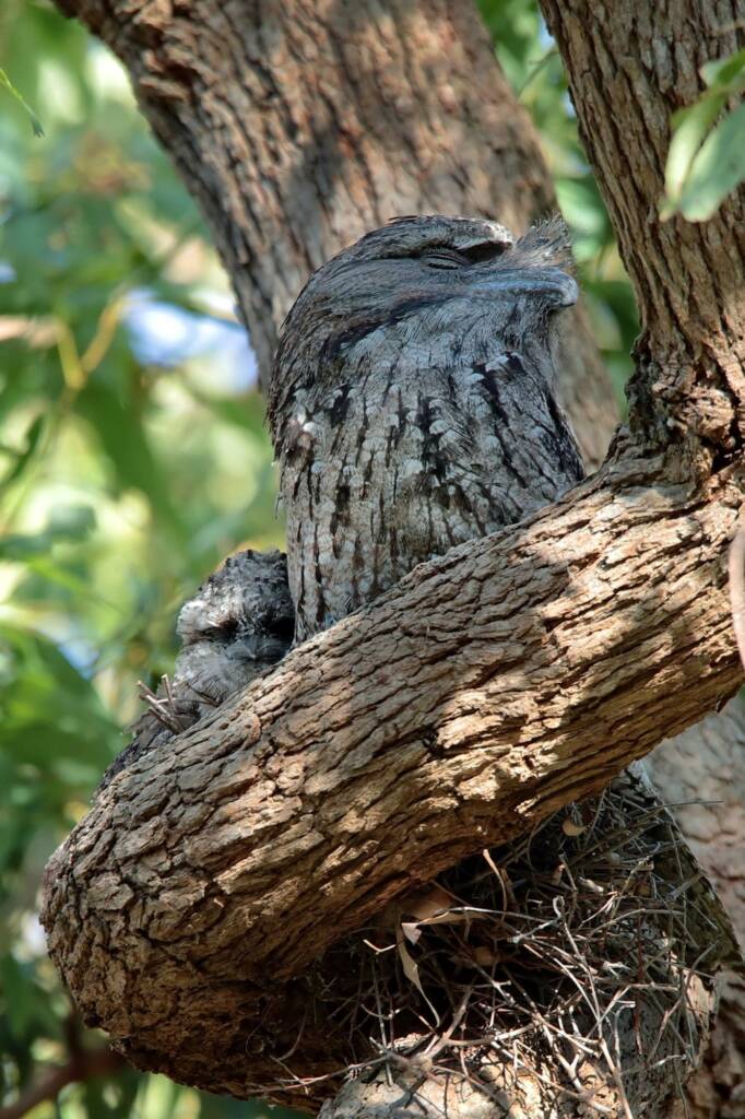 Tawny Frogmouth (Podargus strigoides) with juveniles, Central Coast NSW © Michael Doe