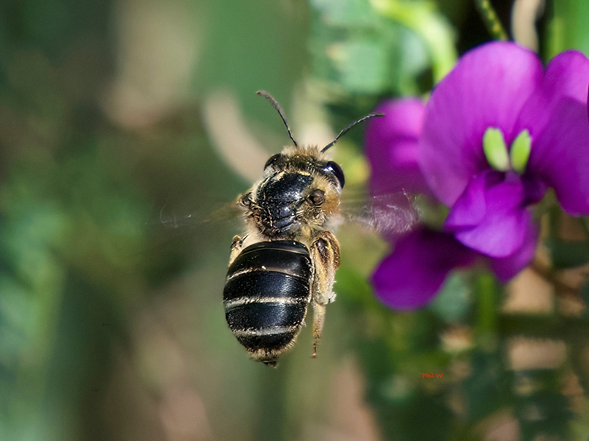 Trichocolletes orientalis (Plasterer Bee) feeding on Hardenbergia violacea, Eurobodalla Regional Botanic Gardens NSW © Phil Warburton