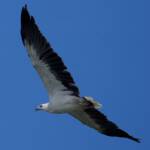 White-bellied Sea Eagle (Haliaeetus leucogaster) © Phil Warburton