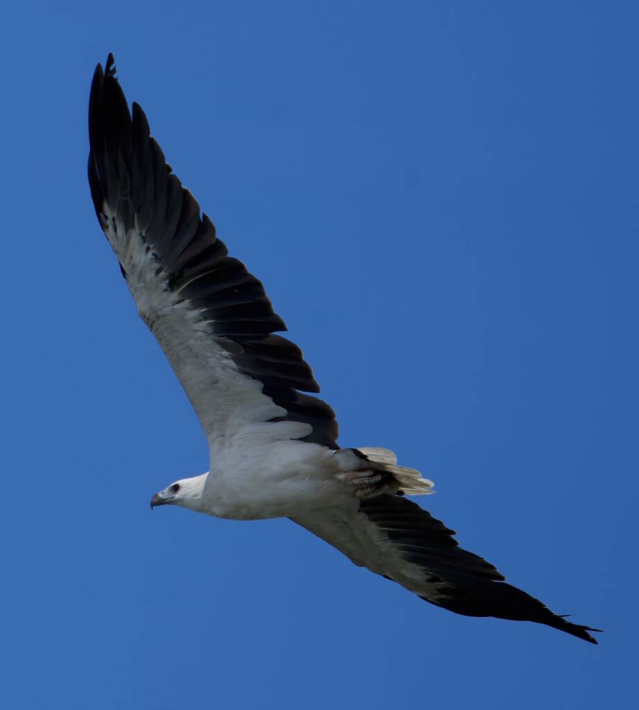 White-bellied Sea Eagle (Haliaeetus leucogaster) © Phil Warburton