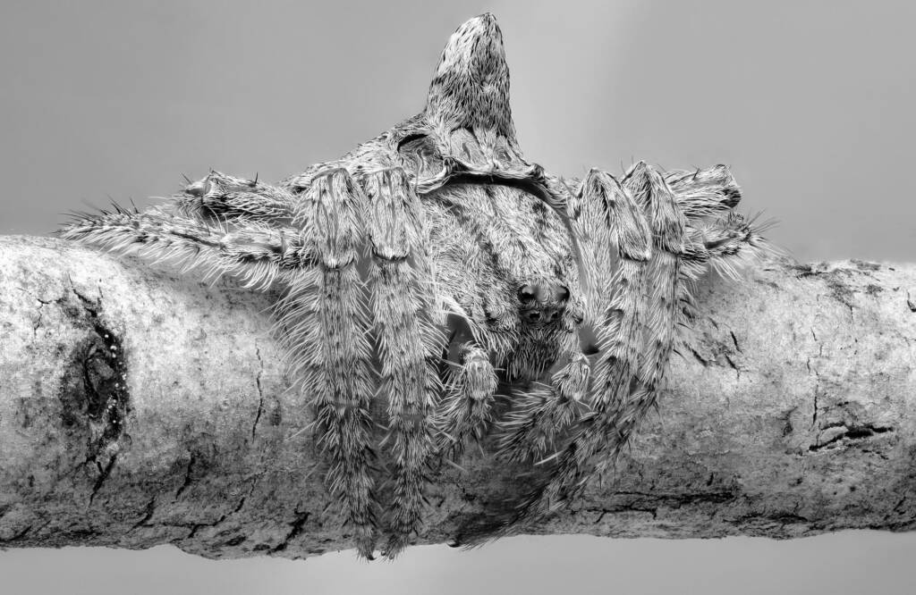 Wrap-around Spiders (Dolophones species) in black and white © Michael Doe