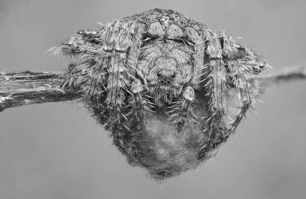 Wrap-around Spiders (Dolophones species) in black and white © Michael Doe