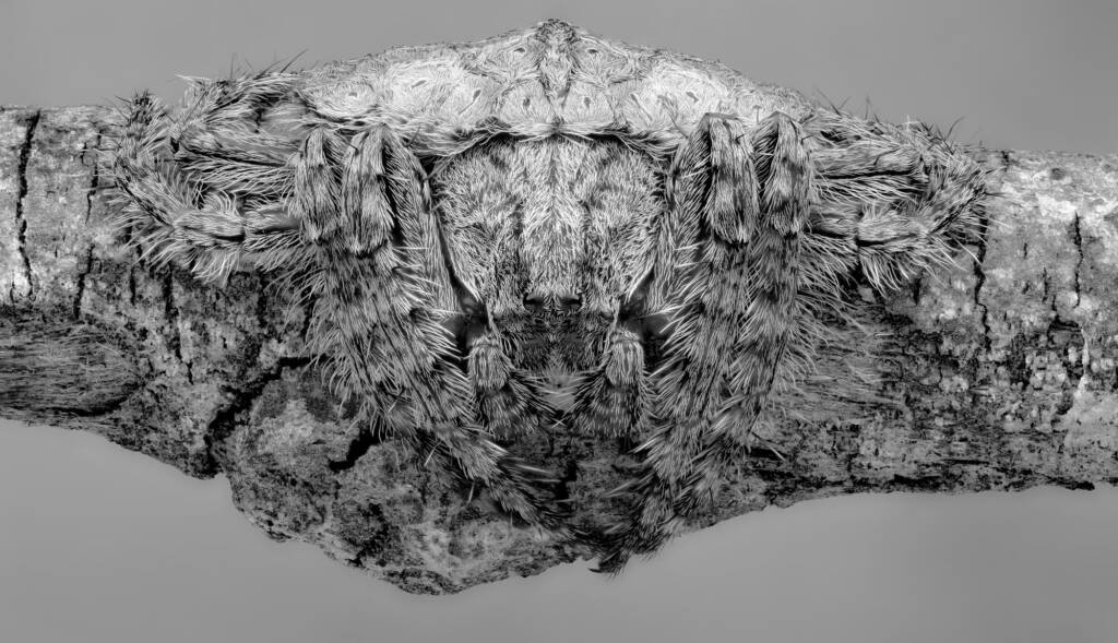 Wrap-around Spiders (Dolophones species) in black and white © Michael Doe