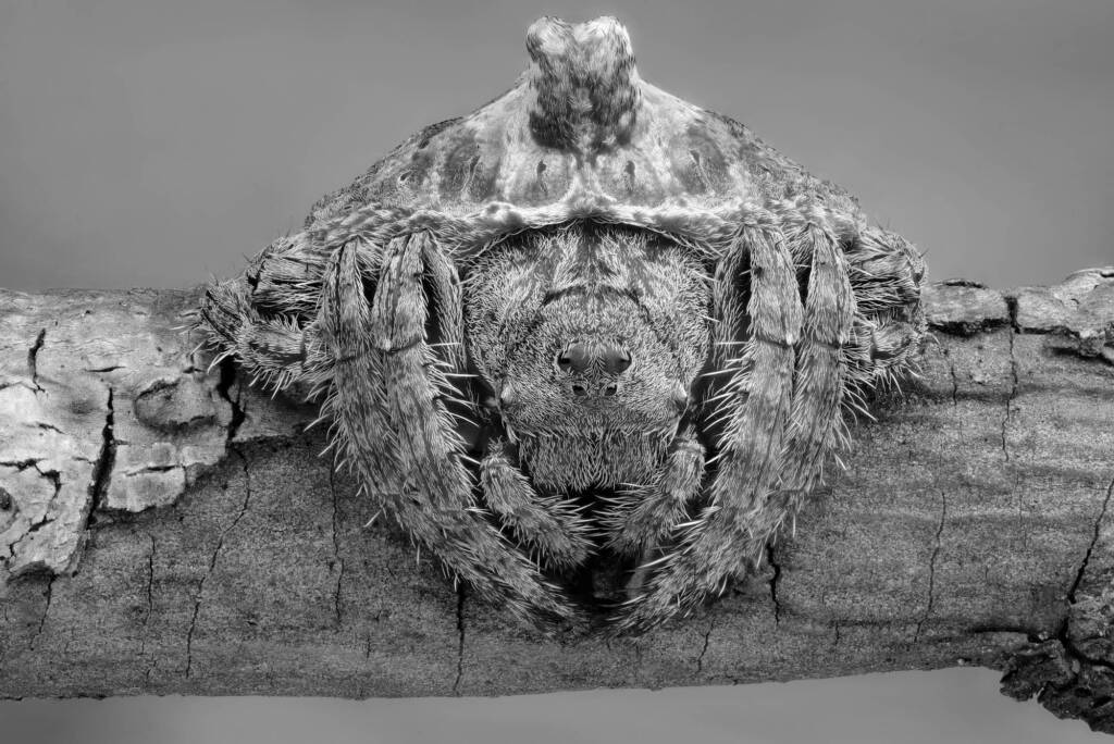 Wrap-around Spiders (Dolophones species) in black and white © Michael Doe