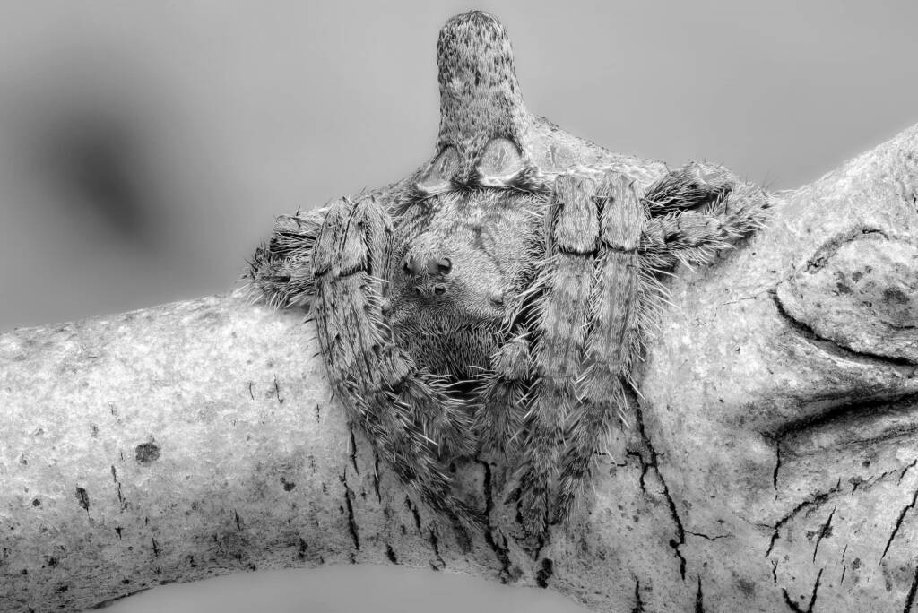 Wrap-around Spiders (Dolophones species) in black and white © Michael Doe
