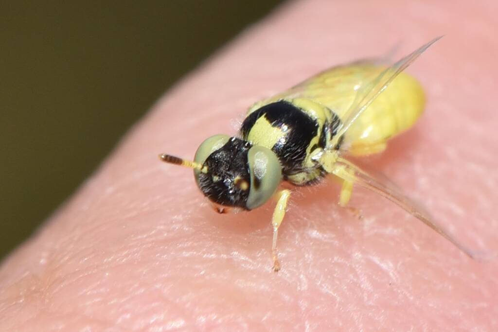 Genus Xanthesma, Moore River National Park WA © Jean and Fred Hort