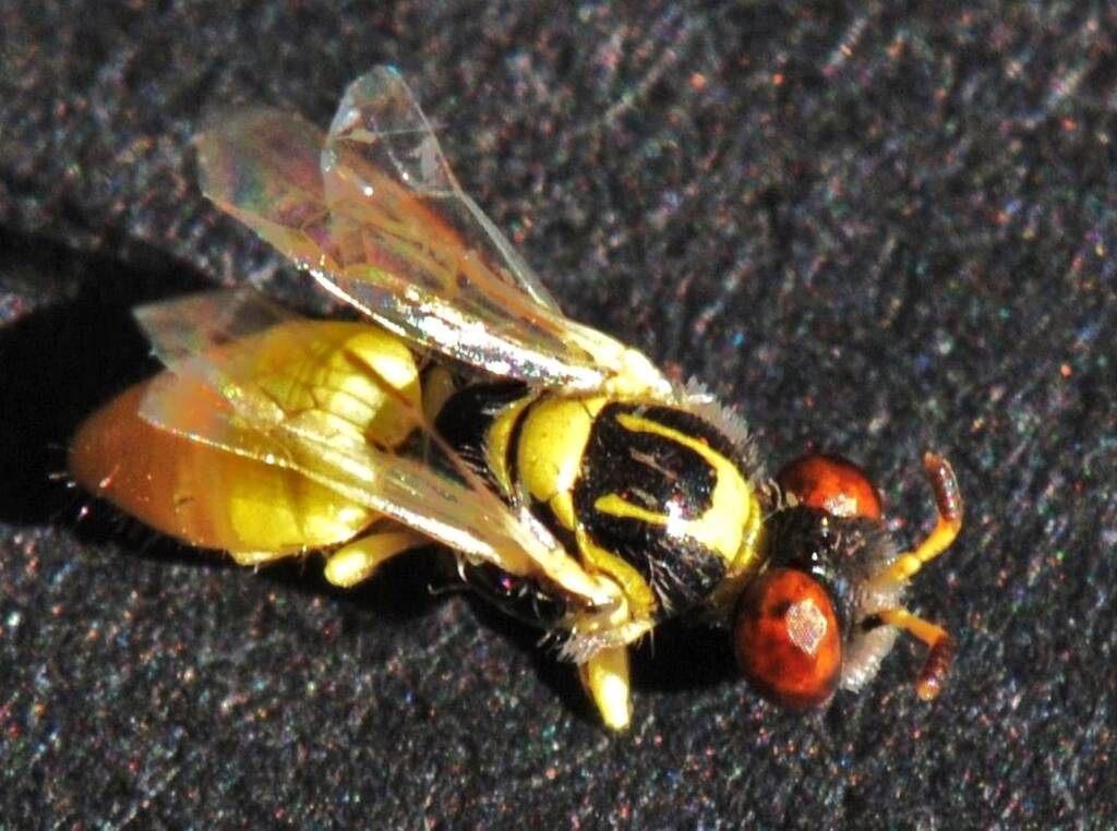 Xanthesma (Xenohesma) perpulchra, Canning River East Branch WA © Jean and Fred Hort