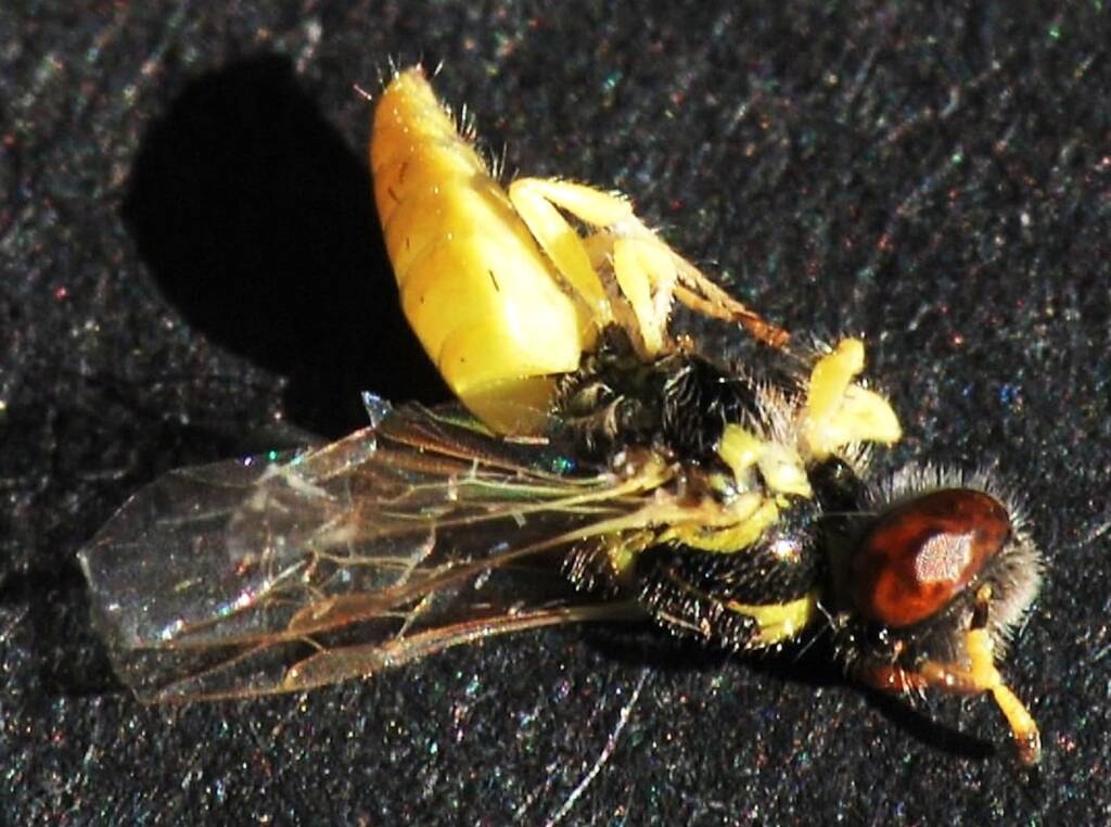 Xanthesma (Xenohesma) perpulchra, Canning River East Branch WA © Jean and Fred Hort