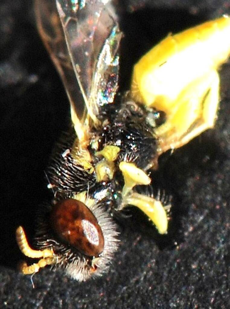 Xanthesma (Xenohesma) perpulchra, Canning River East Branch WA © Jean and Fred Hort