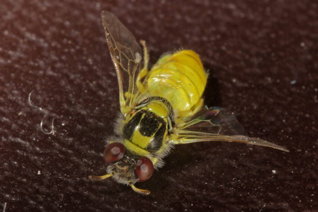 Xanthesma (Xenohesma) perpulchra, Muchea WA © Marc Newman