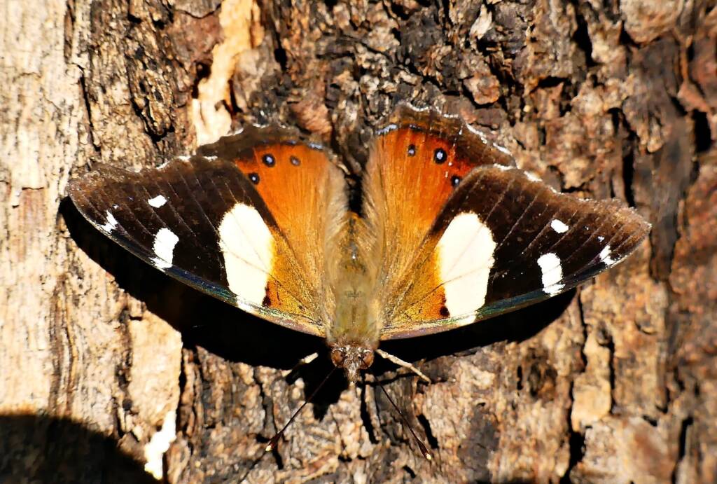 Vanessa itea (Yellow Admiral), Belair SA © Marianne Broug