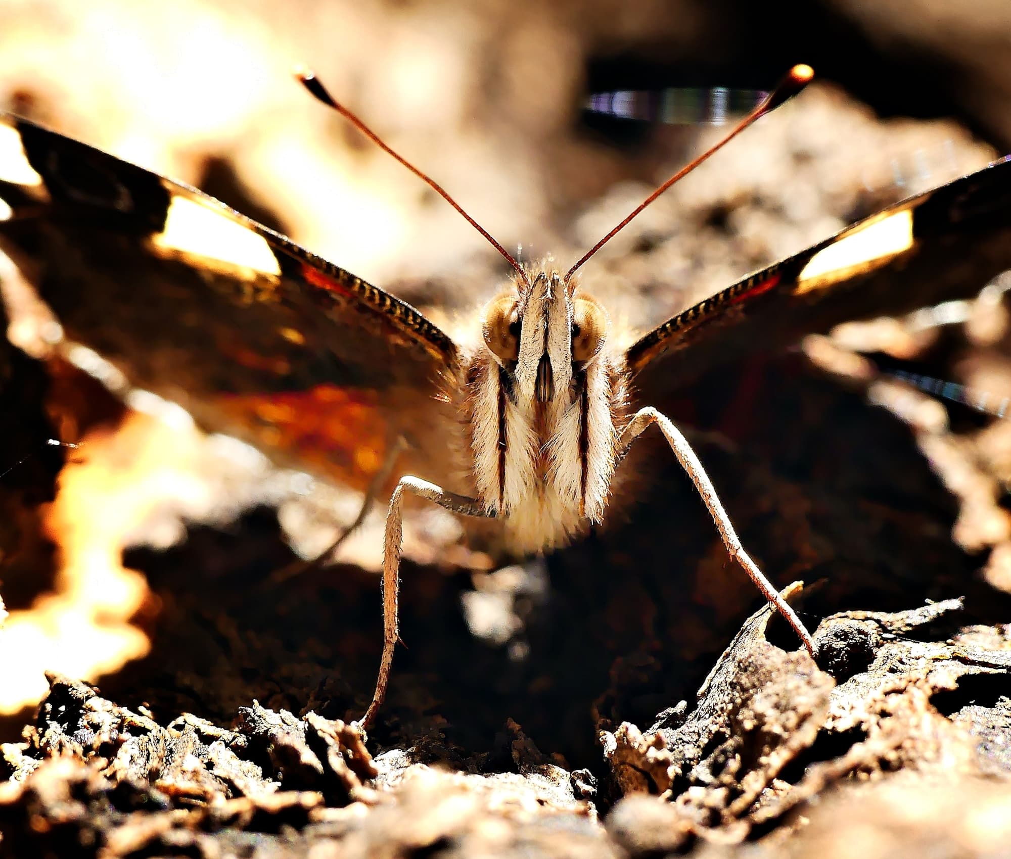 Vanessa itea (Yellow Admiral), Belair SA © Marianne Broug
