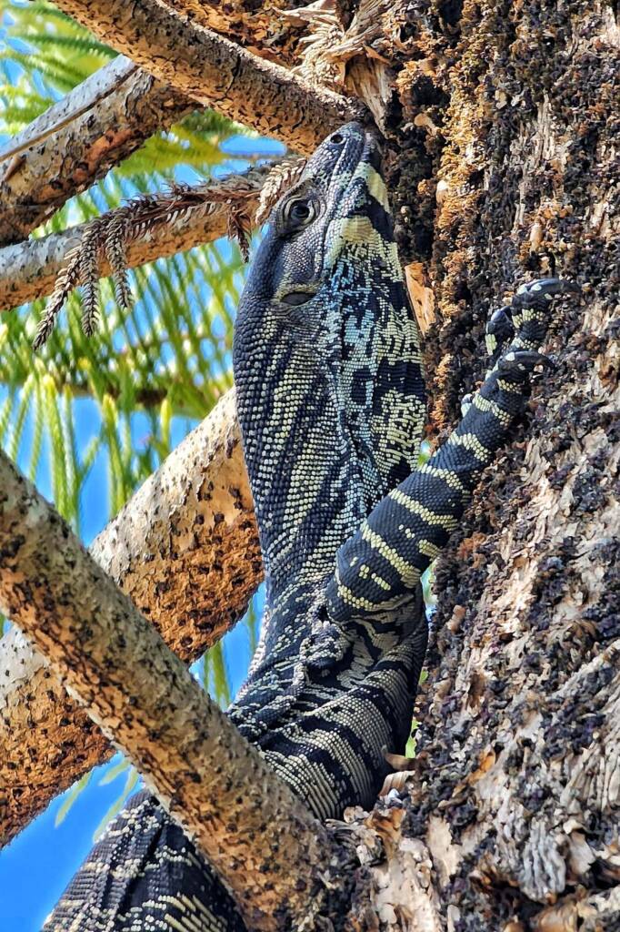 Young Lace Monitor (Varanus varius), Woy Woy Bay NSW © Michael Doe