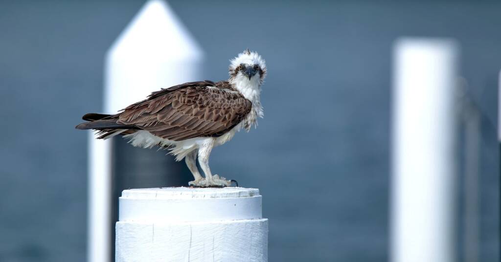 Young Osprey (Pandion cristatus) with juveniles, Woy Woy Bay NSW © Michael Doe
