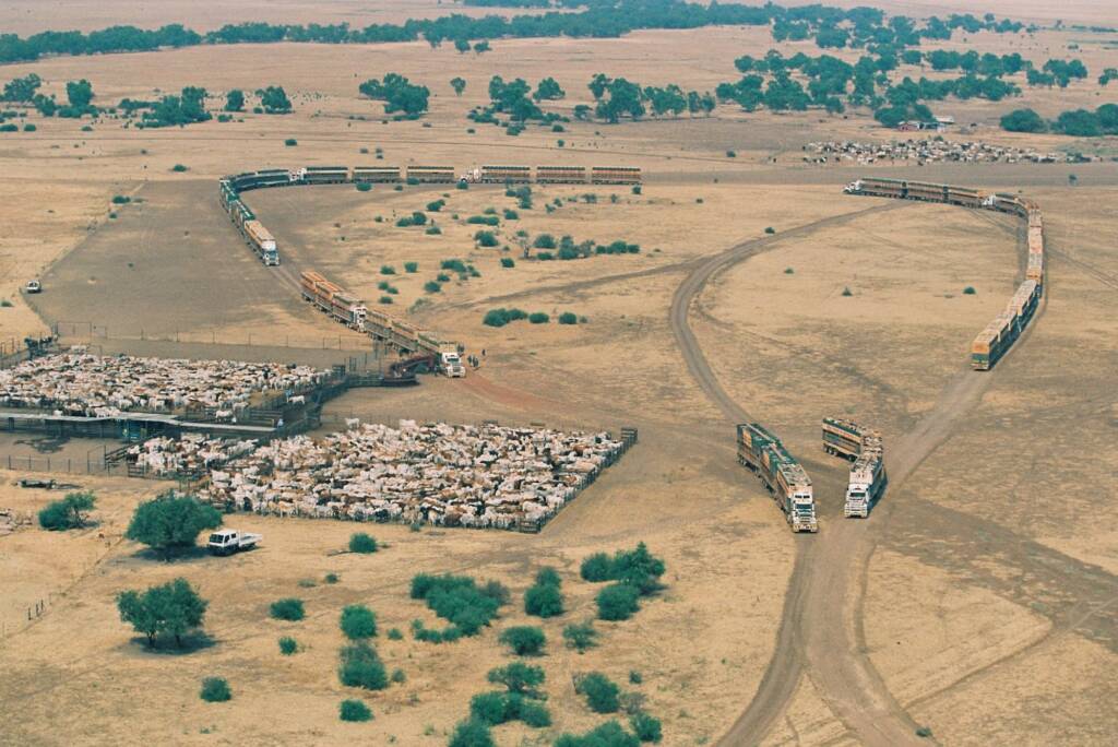 17 Road Trains (loading 2,452 cattle) at Helen Springs Station NT © Hans Boessum