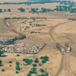 17 Road Trains (loading 2,452 cattle) at Helen Springs Station NT © Hans Boessum