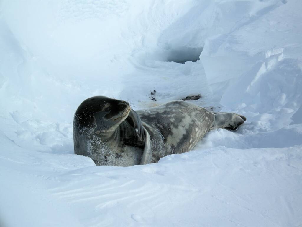 Leopard Seal (Hydrurga leptonyx), Antarctica © Nickson / Jennifer Cooke