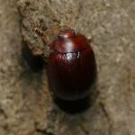 Acacia Leaf Beetle (Dicranosterna picea), Gold Coast QLD © Stefan Jones
