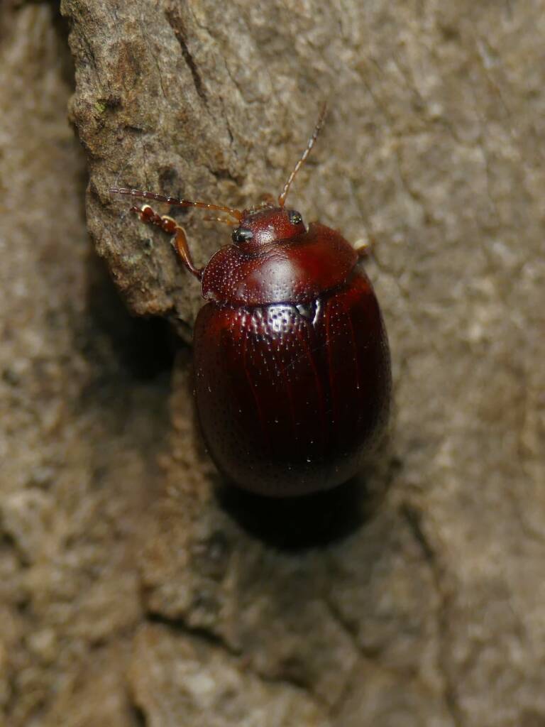 Acacia Leaf Beetle (Dicranosterna picea), Gold Coast QLD © Stefan Jones