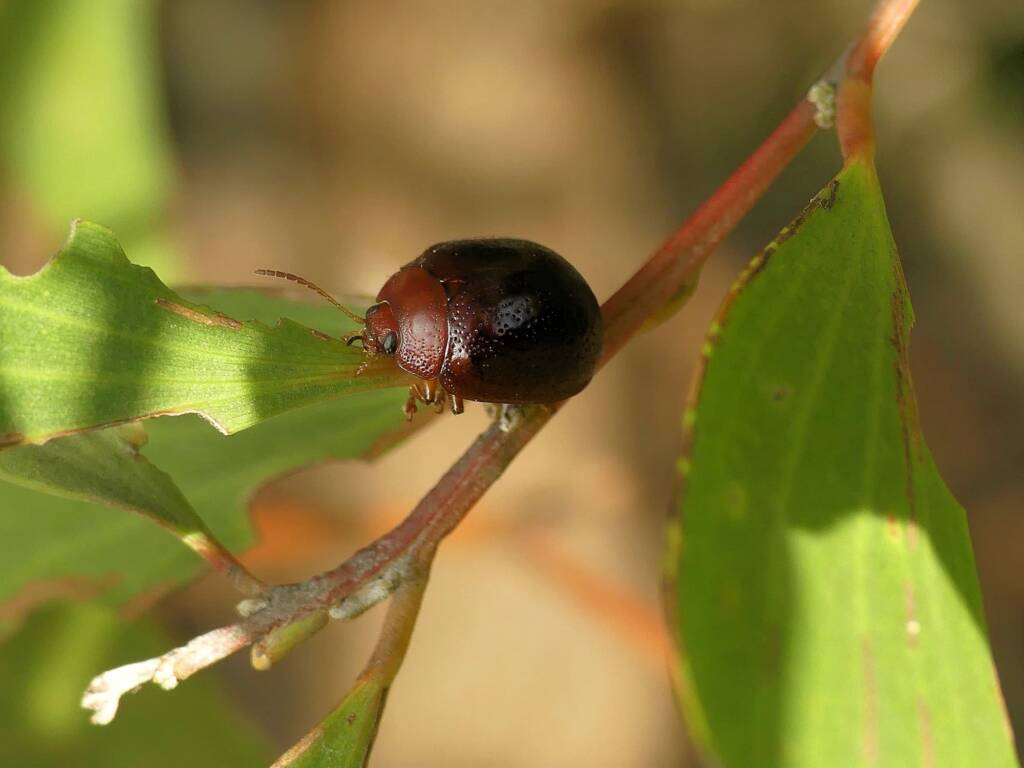 Acacia Leaf Beetle (Dicranosterna picea), Gold Coast QLD © Stefan Jones
