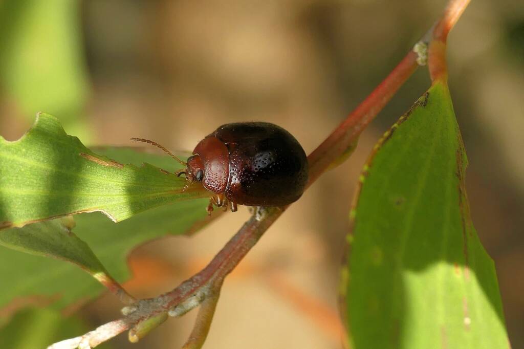 Acacia Leaf Beetle (Dicranosterna picea), Gold Coast QLD © Stefan Jones
