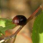 Acacia Leaf Beetle (Dicranosterna picea), Gold Coast QLD © Stefan Jones