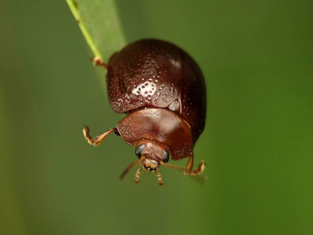 Acacia Leaf Beetle (Dicranosterna picea), Gold Coast QLD © Stefan Jones