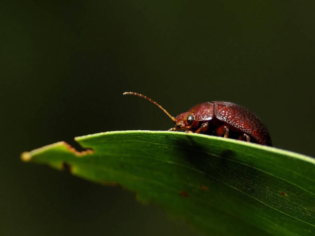 Acacia Leaf Beetle (Dicranosterna picea), Gold Coast QLD © Stefan Jones