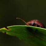 Acacia Leaf Beetle (Dicranosterna picea), Gold Coast QLD © Stefan Jones