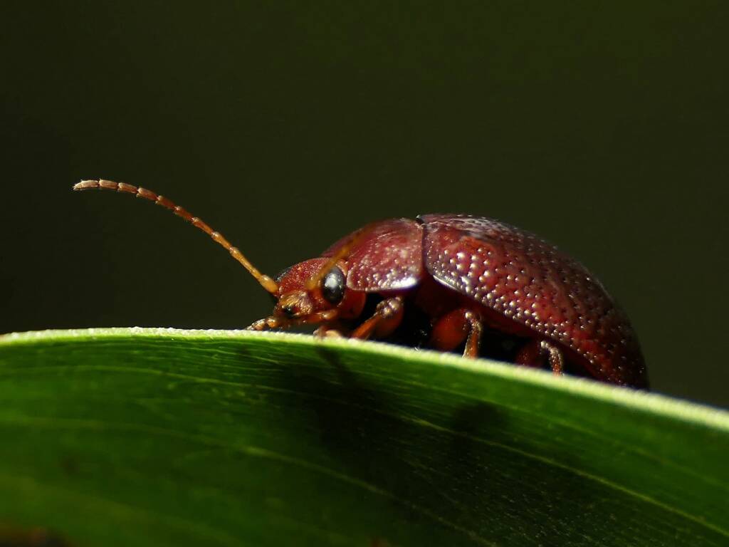 Acacia Leaf Beetle (Dicranosterna picea), Gold Coast QLD © Stefan Jones