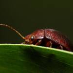 Acacia Leaf Beetle (Dicranosterna picea), Gold Coast QLD © Stefan Jones