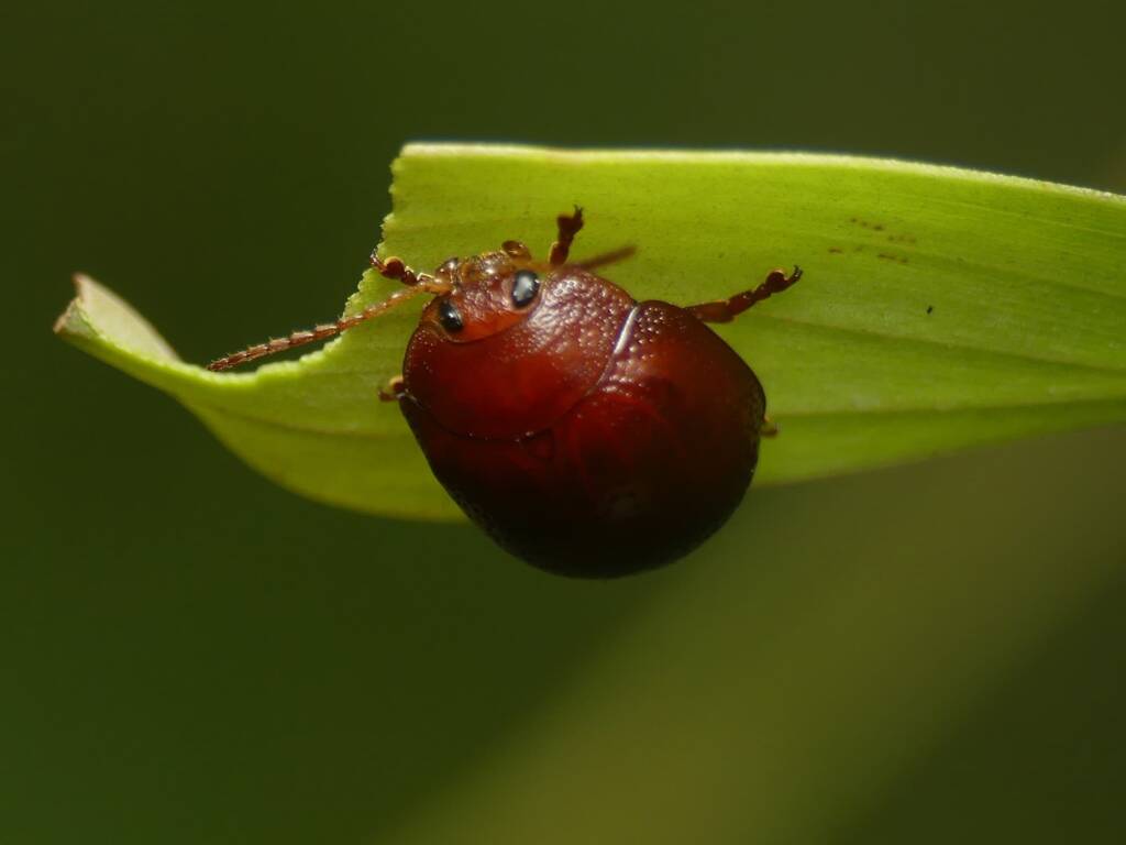 Acacia Leaf Beetle (Dicranosterna picea), Gold Coast QLD © Stefan Jones