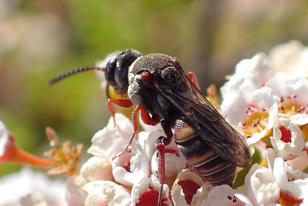 Acanthostethus sp, Geraldton, Midwest WA © Gary Taylor