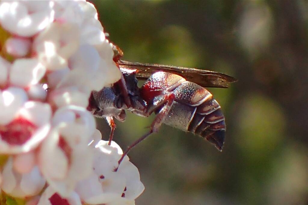 Acanthostethus sp, Geraldton, Midwest WA © Gary Taylor