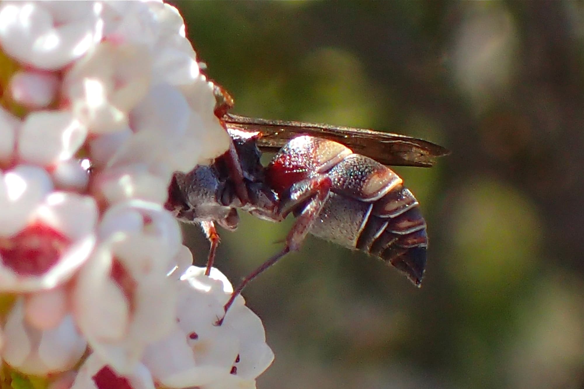 Acanthostethus sp, Geraldton, Midwest WA © Gary Taylor