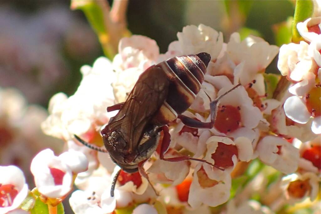 Acanthostethus sp, Geraldton, Midwest WA © Gary Taylor