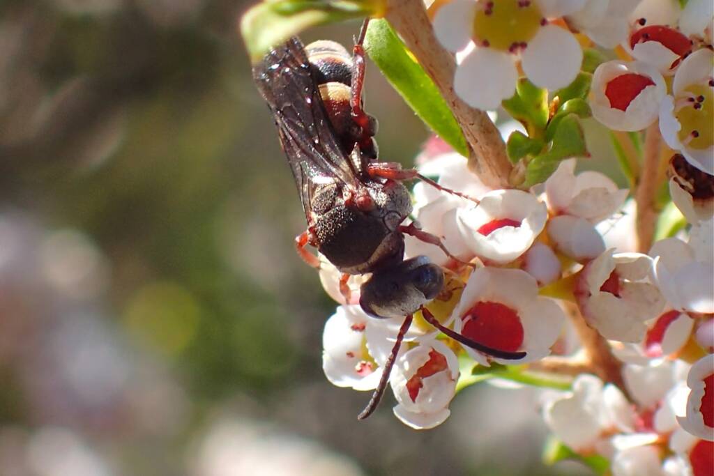 Acanthostethus sp, Geraldton, Midwest WA © Gary Taylor