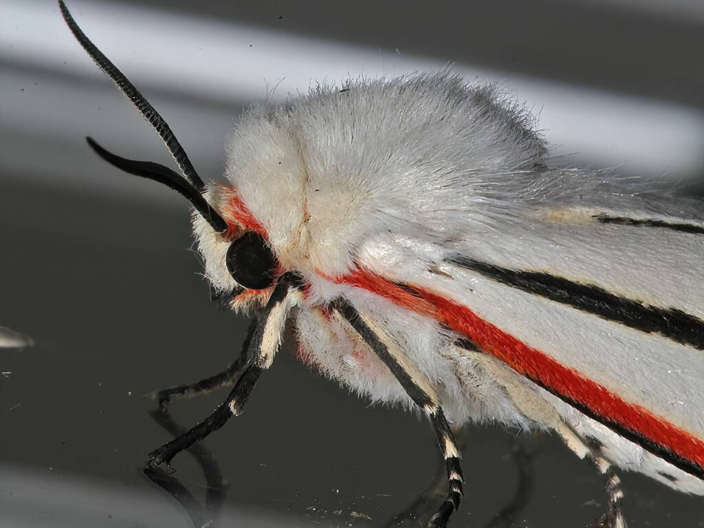 Donovan's Tiger Moth (Aloa marginata), Ballandean QLD © Marc Newman